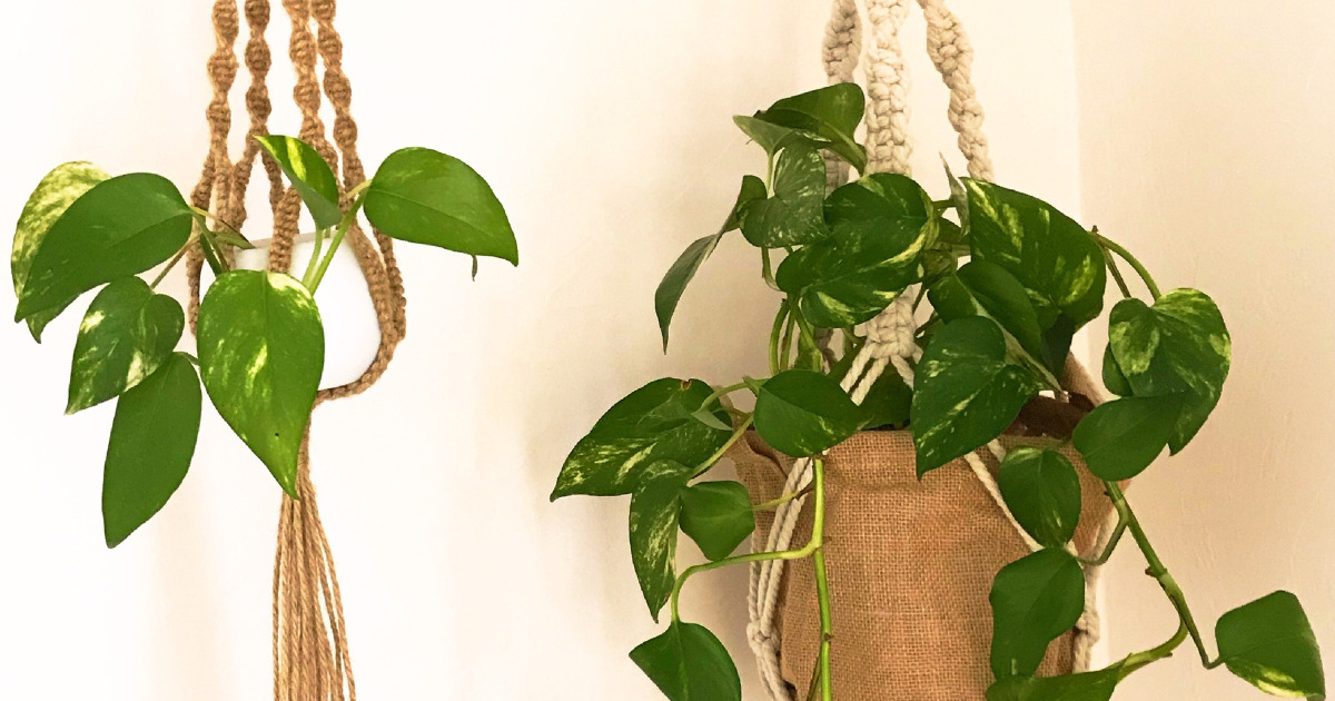 風水が観葉植物で激変 トイレによくないモノ おすすめのモノ