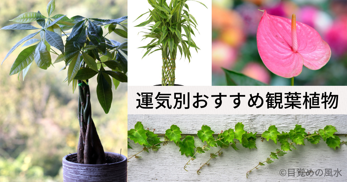 幸運☆観葉植物フィカス！ステンドグラス風フレームB5サイズ／開運 
