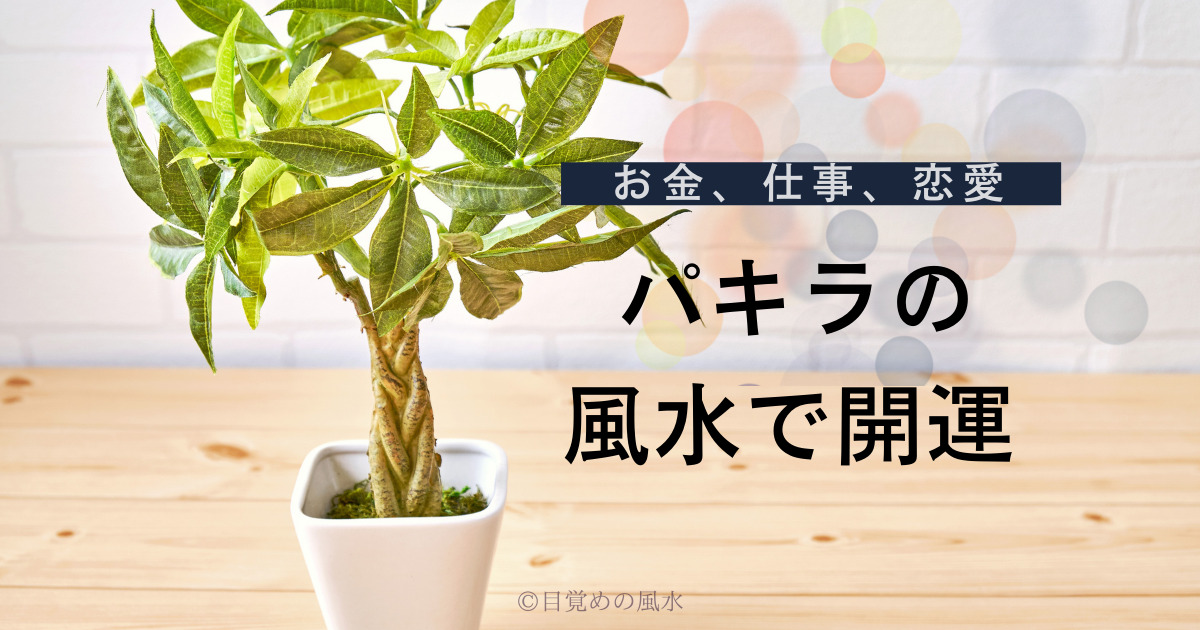 パキラの風水で幸運を引き寄せる!おすすめの置き場所と育て方のコツ
